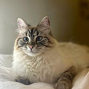 Perle a rejoint le concours — aidez-le/la à gagner de superbes lots ! cat, kitten, fluffy, longhaired, blue_eyes, portrait, pet, animal, feline, whiskers, ears, pink_nose, tabby, cream_fur, sitting, bed, bedding, indoors, soft_lighting, closeup