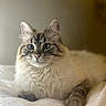 cat, kitten, fluffy, longhaired, blue_eyes, portrait, pet, animal, feline, whiskers, ears, pink_nose, tabby, cream_fur, sitting, bed, bedding, indoors, soft_lighting, closeup