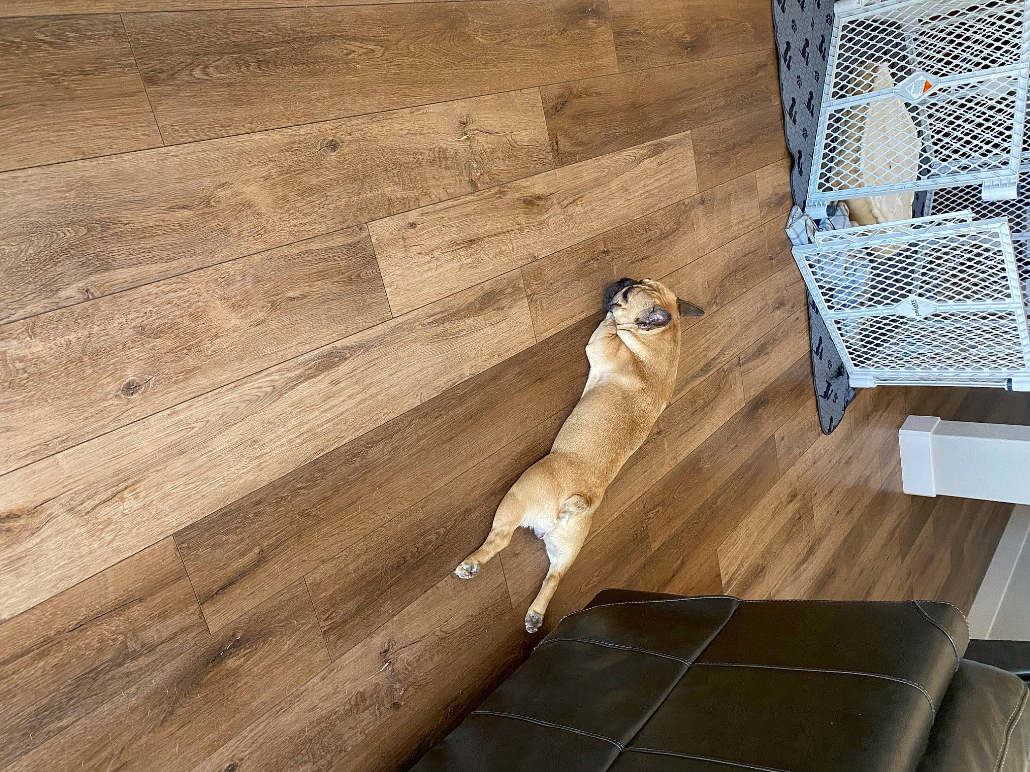 Porky joined the competition — help win amazing prizes! deck, fawn, floor, flooring, hardwood, laminate_flooring, lumber, mesh, outdoor_furniture, pattern, plank, plywood, room, sunglasses, tree, trunk, varnish, wood, wood_flooring, wood_stain