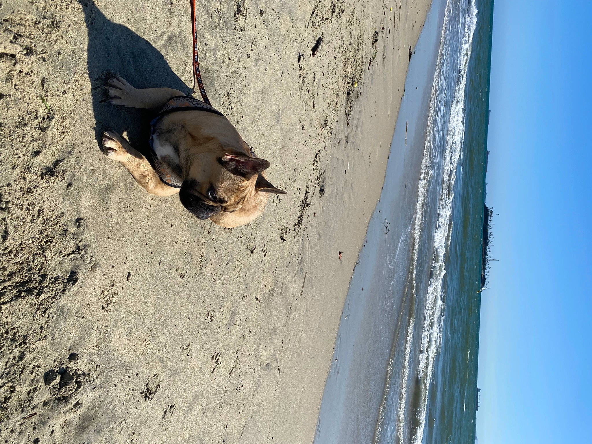 Porky joined the competition — help win amazing prizes! beach, canidae, carnivore, dog, dog_breed, fawn, foot, fun, landscape, rock, sand, shadow, sky, sporting_group, tail, tints_and_shades, water, wind_wave, winter, wood