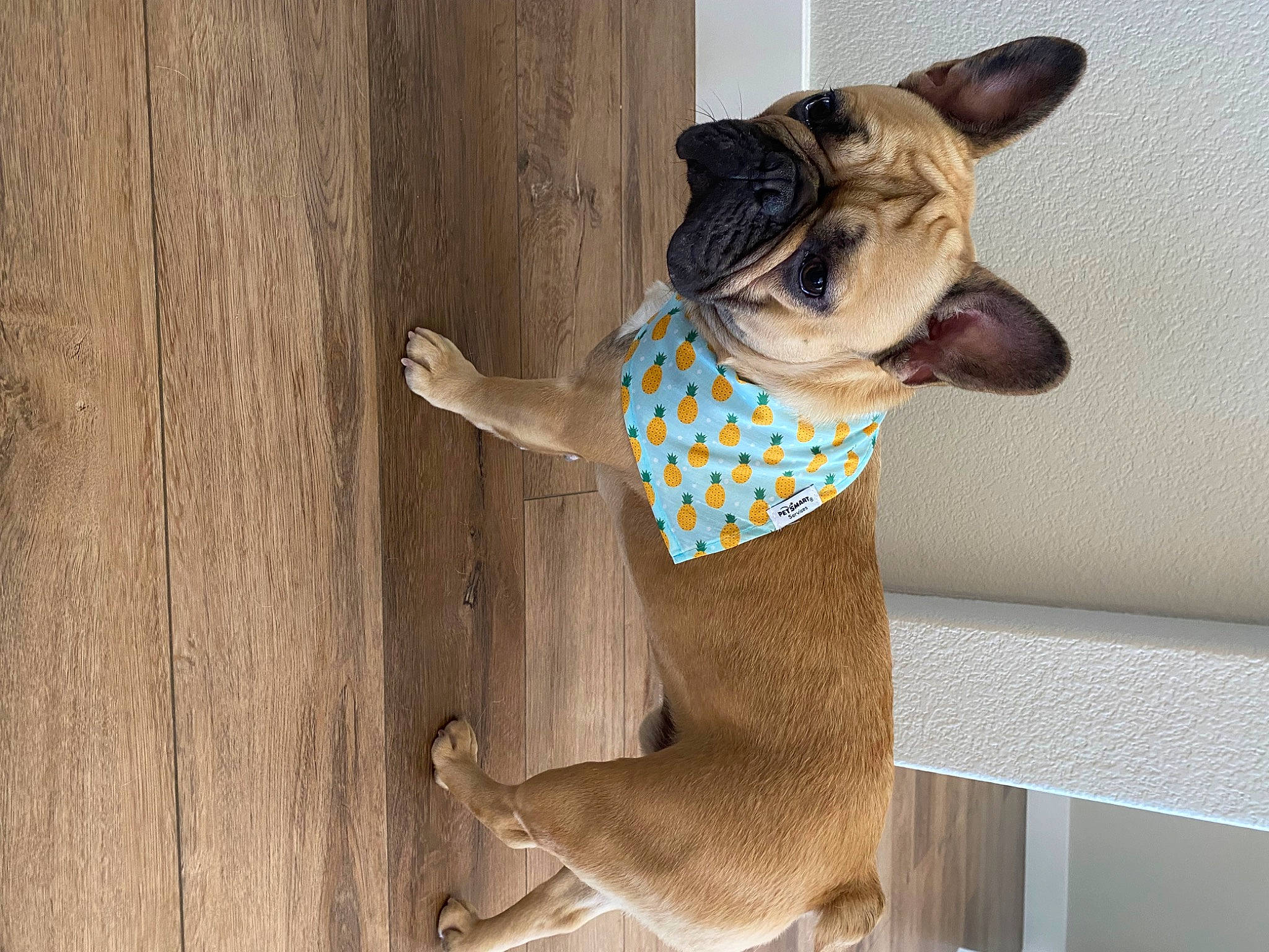 Porky is registered to the contest to win money with this photo: carnivore, collar, companion_dog, dog, dog_breed, dog_clothes, dog_collar, dog_supply, fashion_accessory, fawn, leash, pattern, pet_supply, snout, sporting_group, tail, toy_dog, vertebrate, wood, working_animal