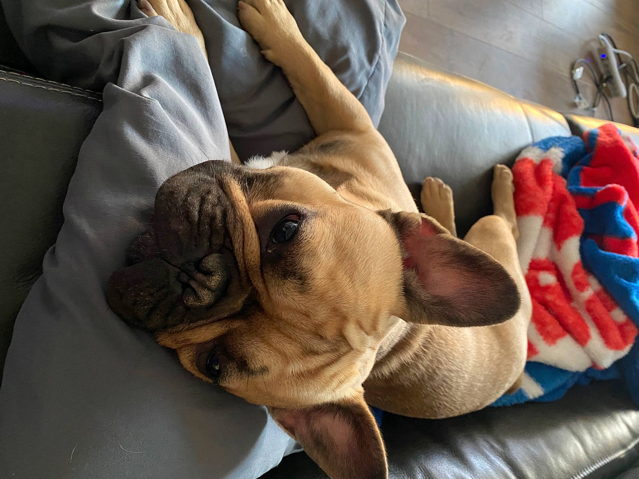 Porky is registered to the contest to win money with this photo: bulldog, canidae, car_seat, carmine, carnivore, comfort, companion_dog, dog, dog_breed, fawn, fur, head_restraint, molosser, non_sporting_group, pet_supply, snout, sporting_group, terrestrial_animal, working_animal, wrinkle