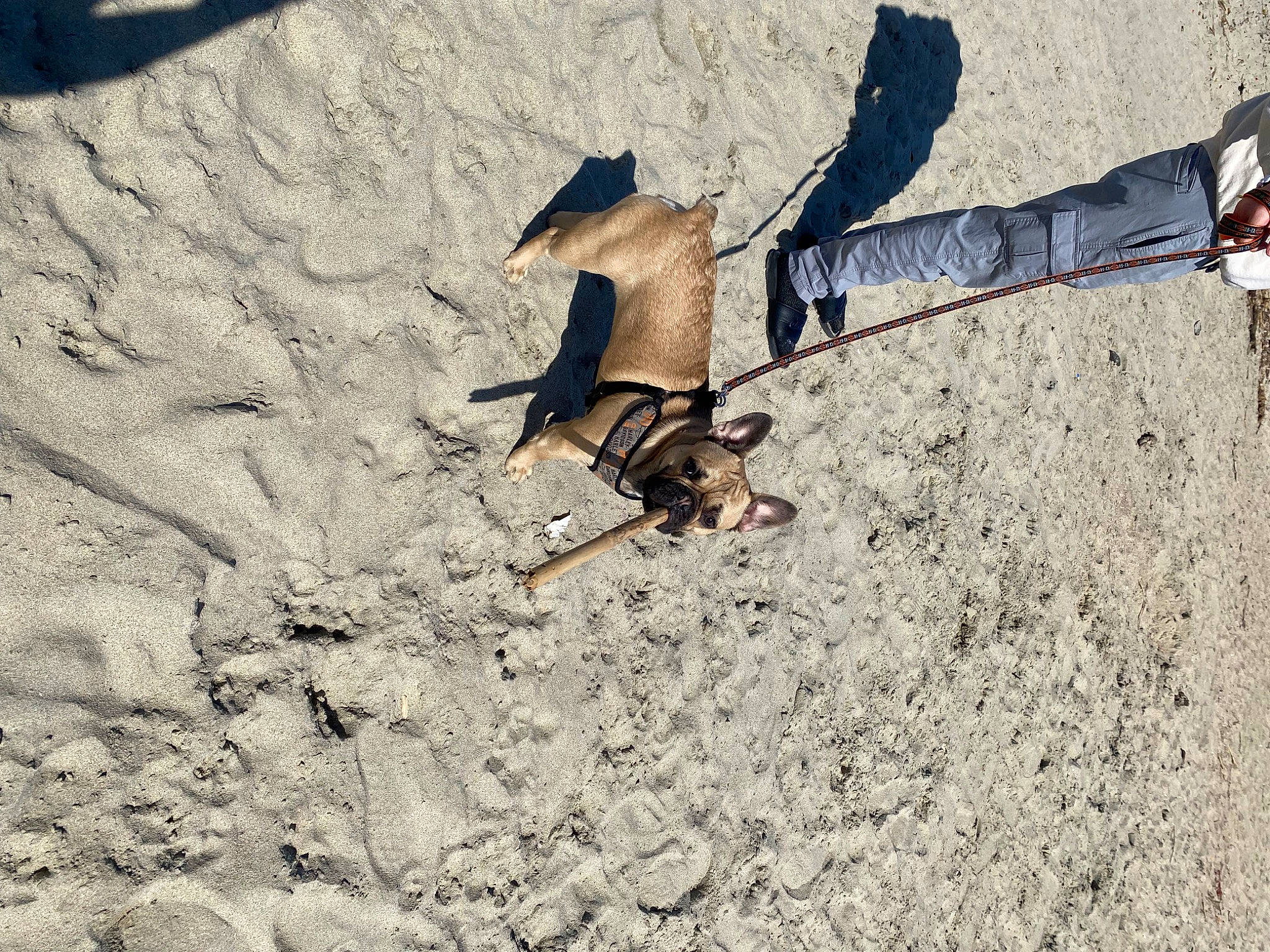 Porky is registered to the contest to win money with this photo: asphalt, beak, extreme_sport, fun, human_leg, landscape, leisure, recreation, road_surface, sand, shadow, sitting, soil, sporting_group, tail, tree, wildlife, wing, wood