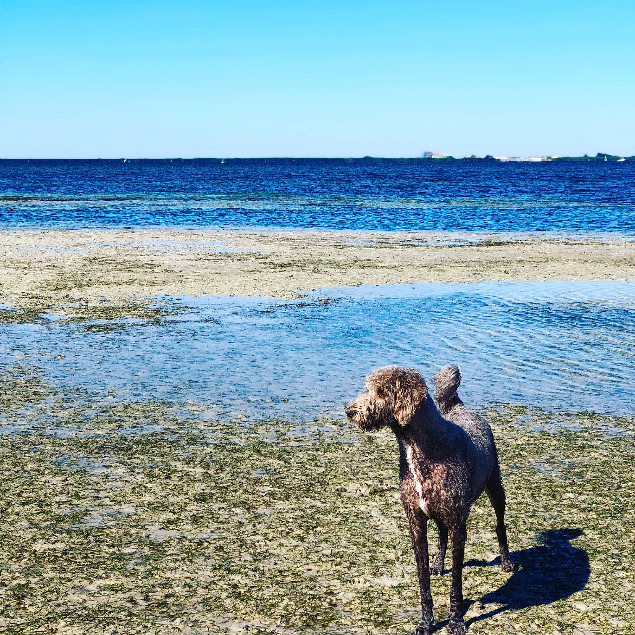 Zuri is registered to the contest to win money with this photo: africanis, beach, canidae, carnivore, coast, dog, dog_breed, dog_walking, german_shorthaired_pointer, hunting_dog, lurcher, ocean, pointer, sand, sea, sporting_group, vacation, wave, weimaraner, working_dog