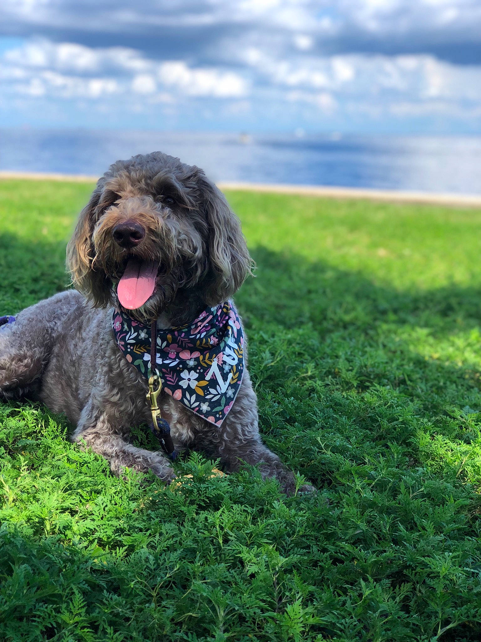 Zuri is registered to the contest to win money with this photo: canidae, cao_da_serra_de_aires, carnivore, catalan_sheepdog, cockapoo, dog, dog_breed, grass, hunting_dog, labradoodle, mammal, poodle_crossbreed, rare_breed_dog, schnoodle, spanish_water_dog, spinone_italiano, sporting_group, terrier, vertebrate, wirehaired_pointing_griffon