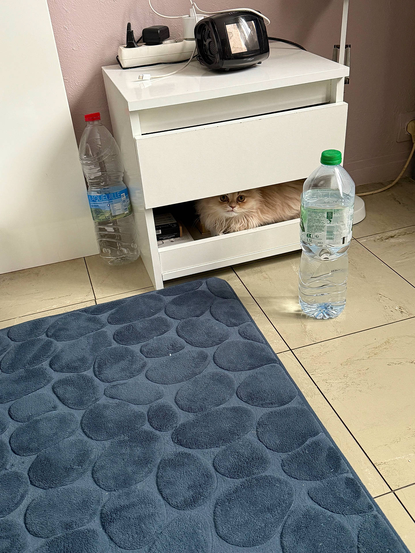 Youki participe au concours pour gagner de l'argent avec cette photo : animal, bottle, cabinet, candle, canine, cat, dog, electronics, furniture, homedecor, indoors, interiordesign, mat, pattern, pet, plush, rug, speaker, table, waterbottle