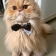 Youki participe au concours pour gagner de l'argent avec cette photo : adorable, animal, attention, bow_tie, cat, closeup, cute, domestic_cat, ears, feline, floor, fluffy, groomed, indoor, long_hair, orange_cat, pet, portrait, sitting, whiskers