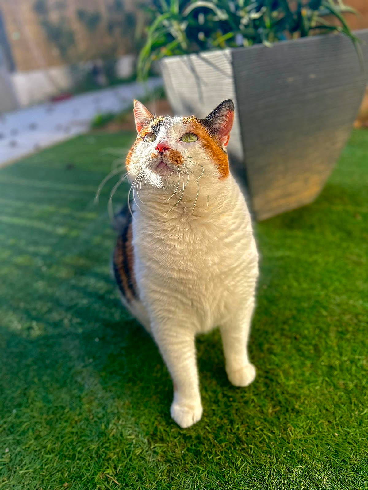 Cookie a rejoint le concours — aidez-le/la à gagner de superbes lots ! art, carnivore, cat, domestic_short_haired_cat, eye, fawn, felidae, foot, fur, grass, paw, plant, small_to_medium_sized_cats, snout, tail, terrestrial_animal, tree, whiskers, wildlife, wood