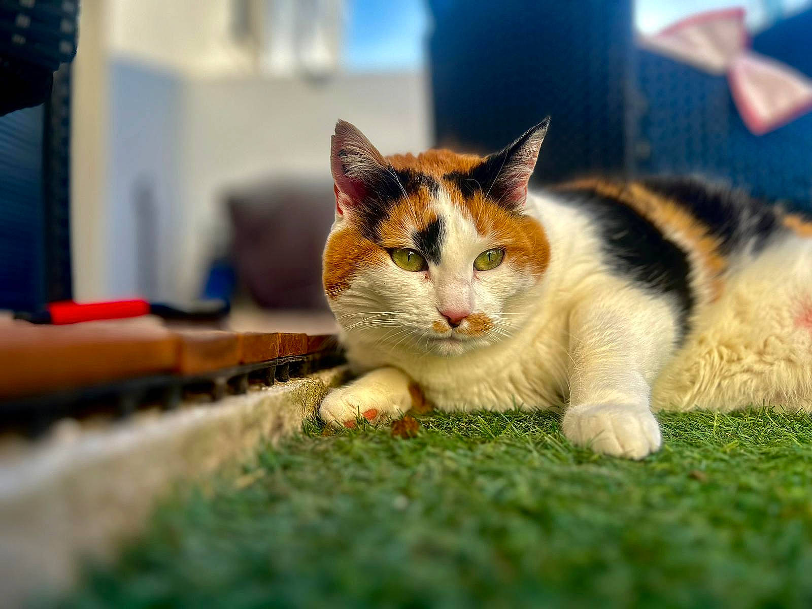 Cookie a rejoint le concours — aidez-le/la à gagner de superbes lots ! art, carnivore, cat, domestic_short_haired_cat, felidae, fur, grass, paw, plant, sitting, small_to_medium_sized_cats, tail, terrestrial_animal, tree, whiskers