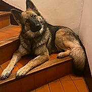 Freya a rejoint le concours — aidez-le/la à gagner de superbes lots ! dog, german_shepherd, stairs, indoor, pet, canine, fur, animal, laying, head_tilt, ears, paws, tail, brown, black, comfort, relaxed, floor, wall, portrait