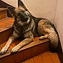 dog, german_shepherd, stairs, indoor, pet, canine, fur, animal, laying, head_tilt, ears, paws, tail, brown, black, comfort, relaxed, floor, wall, portrait