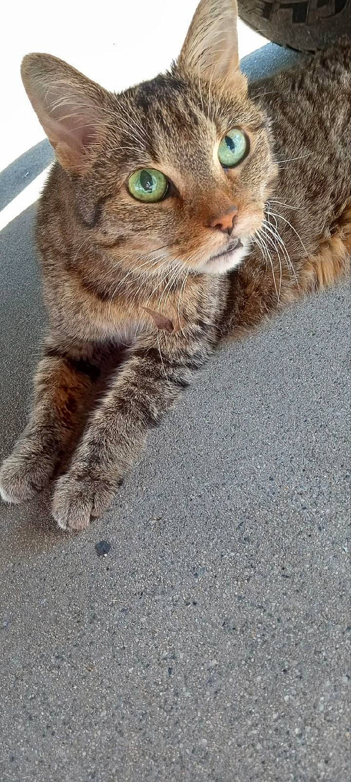 Daisy joined the competition — help win amazing prizes! abyssinian, accessories, animal, cat, city, egyptiancat, face, head, kitten, manx, person, pet, photography, portrait, road, rock, strap, street, tarmac, urban