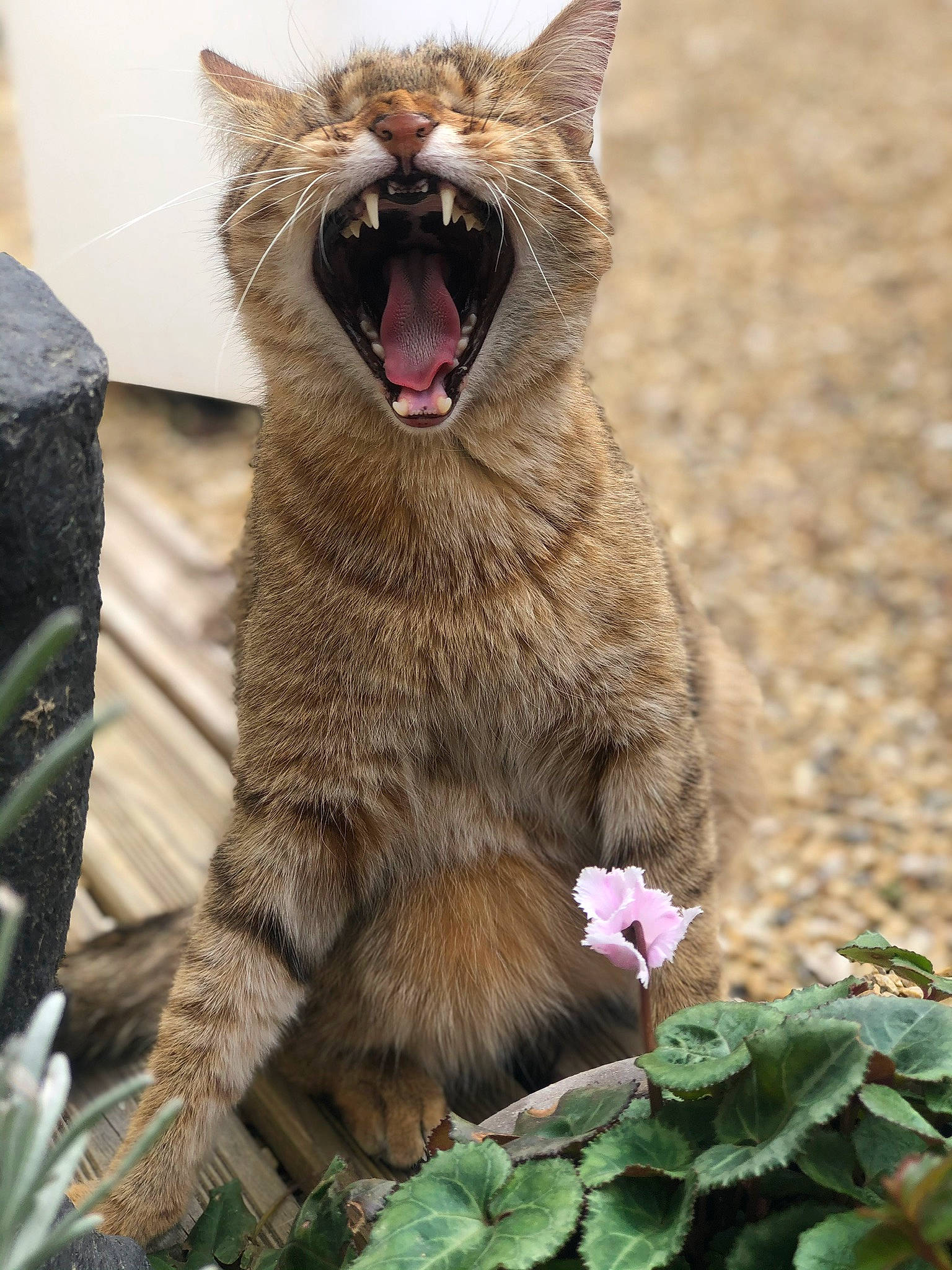 Petrus participe au concours pour gagner de l'argent avec cette photo : carnivore, cat, claw, domestic_short_haired_cat, fang, fawn, felidae, flower, fur, grass, groundcover, petal, plant, small_to_medium_sized_cats, snout, tail, terrestrial_animal, terrestrial_plant, whiskers, yawn