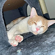 Mencho is registered to the contest to win money with this photo: animal, cat, closeup, comfort, cozy, cute, domestic_cat, ears, feline, fur, gray_cat_tree, indoor, nap, paw, pet, pink_paw_pads, relaxed, resting, sleepy, whiskers