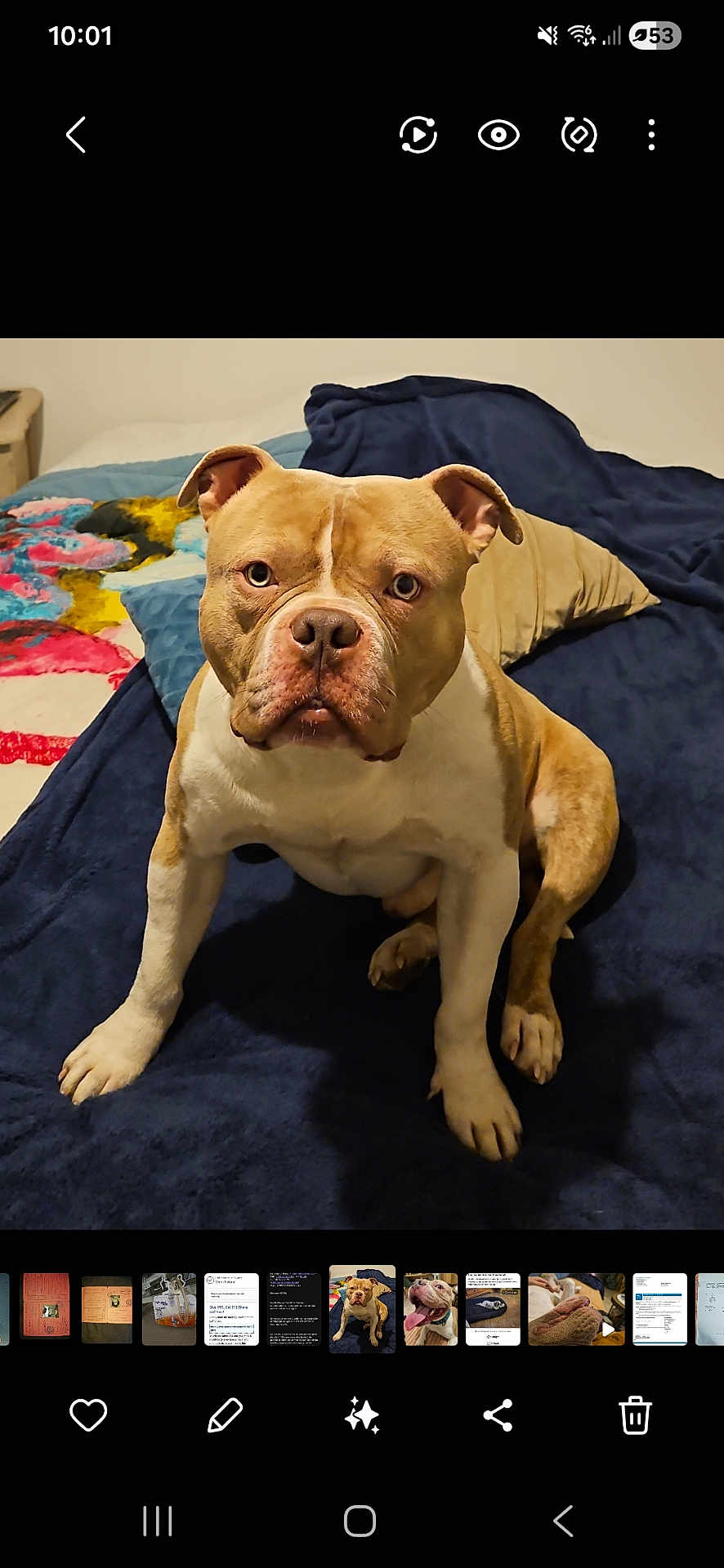 Cesar a rejoint le concours — aidez-le/la à gagner de superbes lots ! dog, pitbull, pet, animal, indoor, blanket, bed, pillow, brown, white, fur, ears, face, sitting, looking, canine, companion, cute, alert, domestic