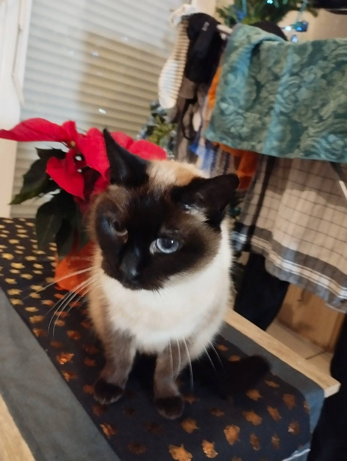 Patrick participe au concours pour gagner de l'argent avec cette photo : bag, balinese, birman, camouflage, carnivore, cat, fawn, felidae, flooring, fur, luggage_and_bags, military_camouflage, plant, siamese, small_to_medium_sized_cats, snout, tail, thai, whiskers