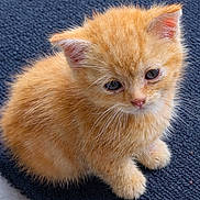 Ratchet a rejoint le concours — aidez-le/la à gagner de superbes lots ! adorable, animal, cat, curious, cute, ears, fluffy, fur, indoor, kitten, looking_up, orange_cat, pet, rug, sitting, small, soft_lighting, texture, whiskers, young