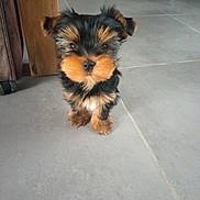 Viking participe au concours pour gagner de l'argent avec cette photo : puppy, dog, small_dog, indoor, floor, tile_floor, fur, black_fur, brown_fur, cute, pet, animal, standing, looking, curious, wooden_furniture, legs, adorable, closeup, young_dog