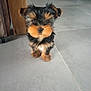 puppy, dog, small_dog, indoor, floor, tile_floor, fur, black_fur, brown_fur, cute, pet, animal, standing, looking, curious, wooden_furniture, legs, adorable, closeup, young_dog