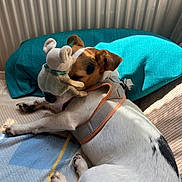 Stuard participe au concours pour gagner de l'argent avec cette photo : dog, jack_russell, small_dog, sleeping, nap, stuffed_toy, plush, pillow, teal_pillow, blanket, bed, harness, white_fur, brown_spot, paws, sunlight, indoor, radiator, cozy, close_up