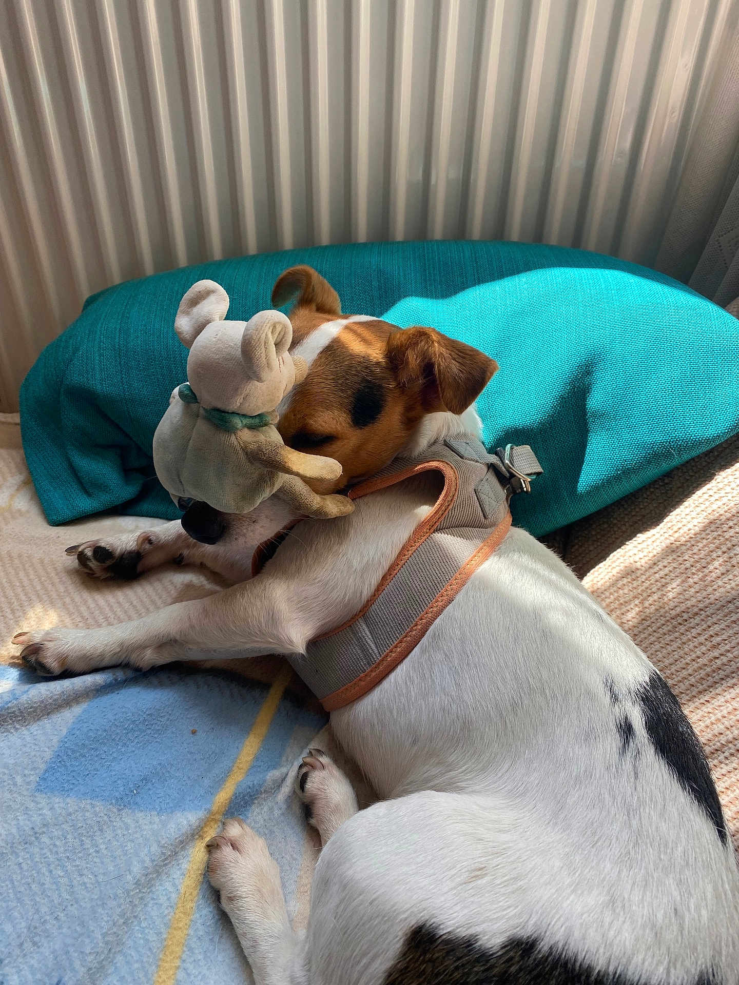 Stuard participe au concours pour gagner de l'argent avec cette photo : dog, jack_russell, small_dog, sleeping, nap, stuffed_toy, plush, pillow, teal_pillow, blanket, bed, harness, white_fur, brown_spot, paws, sunlight, indoor, radiator, cozy, close_up