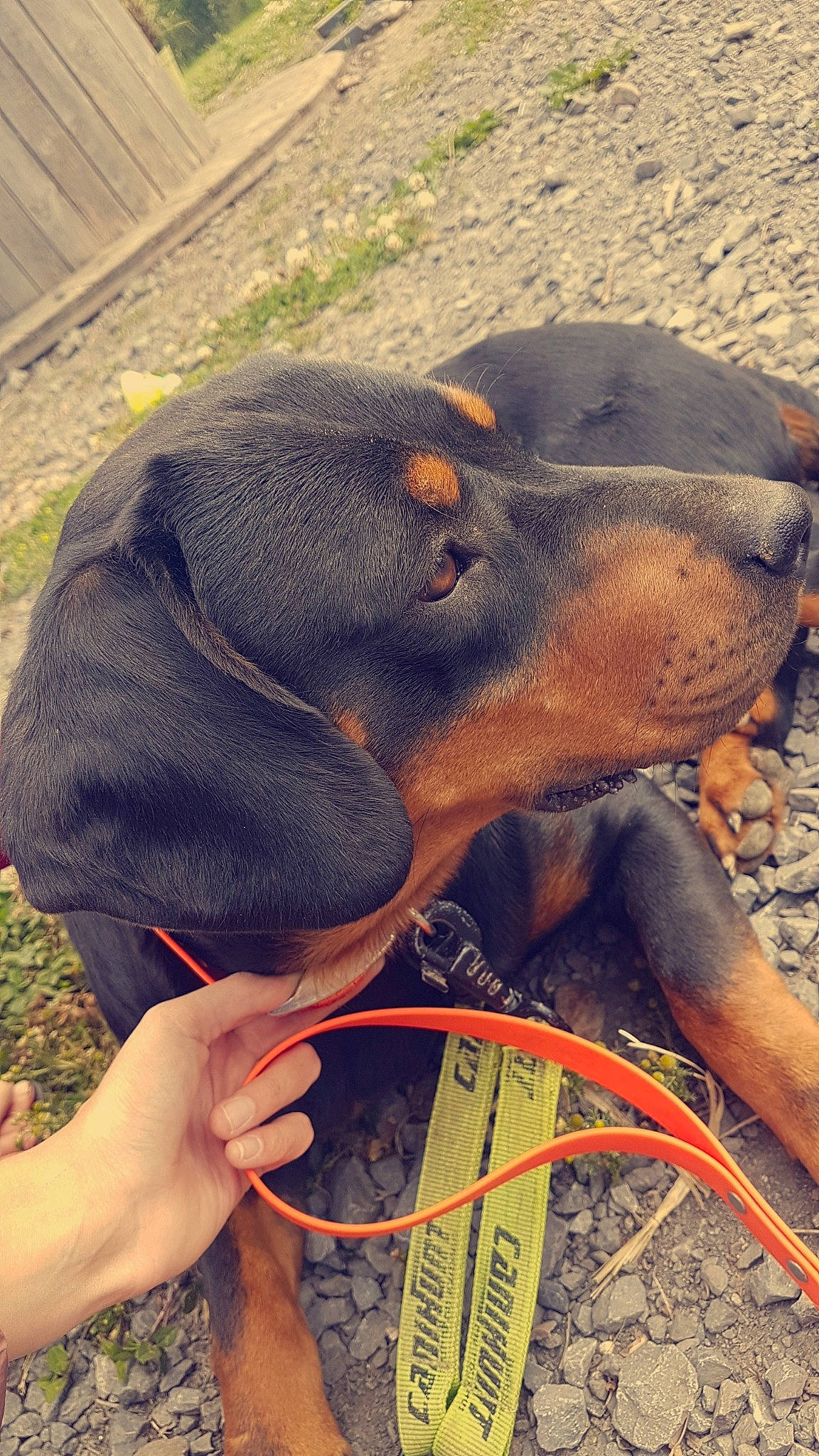 Pagaille participe au concours pour gagner de l'argent avec cette photo : austrian_black_and_tan_hound, canidae, carnivore, dog, dog_breed, fawn, guard_dog, hunting_dog, mammal, polish_hunting_dog, rottweiler, snout, sporting_group, transylvanian_hound, vertebrate
