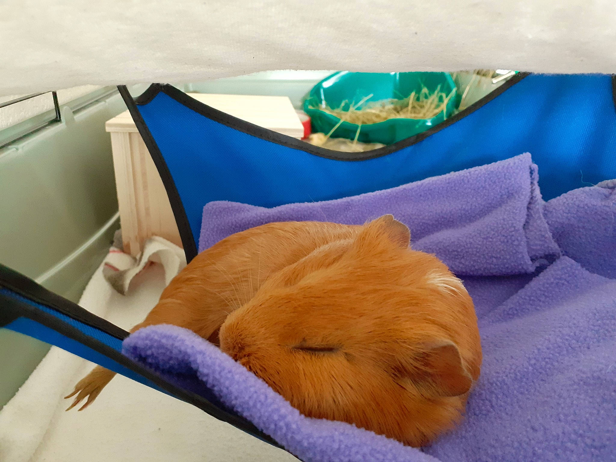 Chicha participe au concours pour gagner de l'argent avec cette photo : canidae, carnivore, cat, comfort, fawn, felidae, furniture, nap, room, sleep, small_to_medium_sized_cats