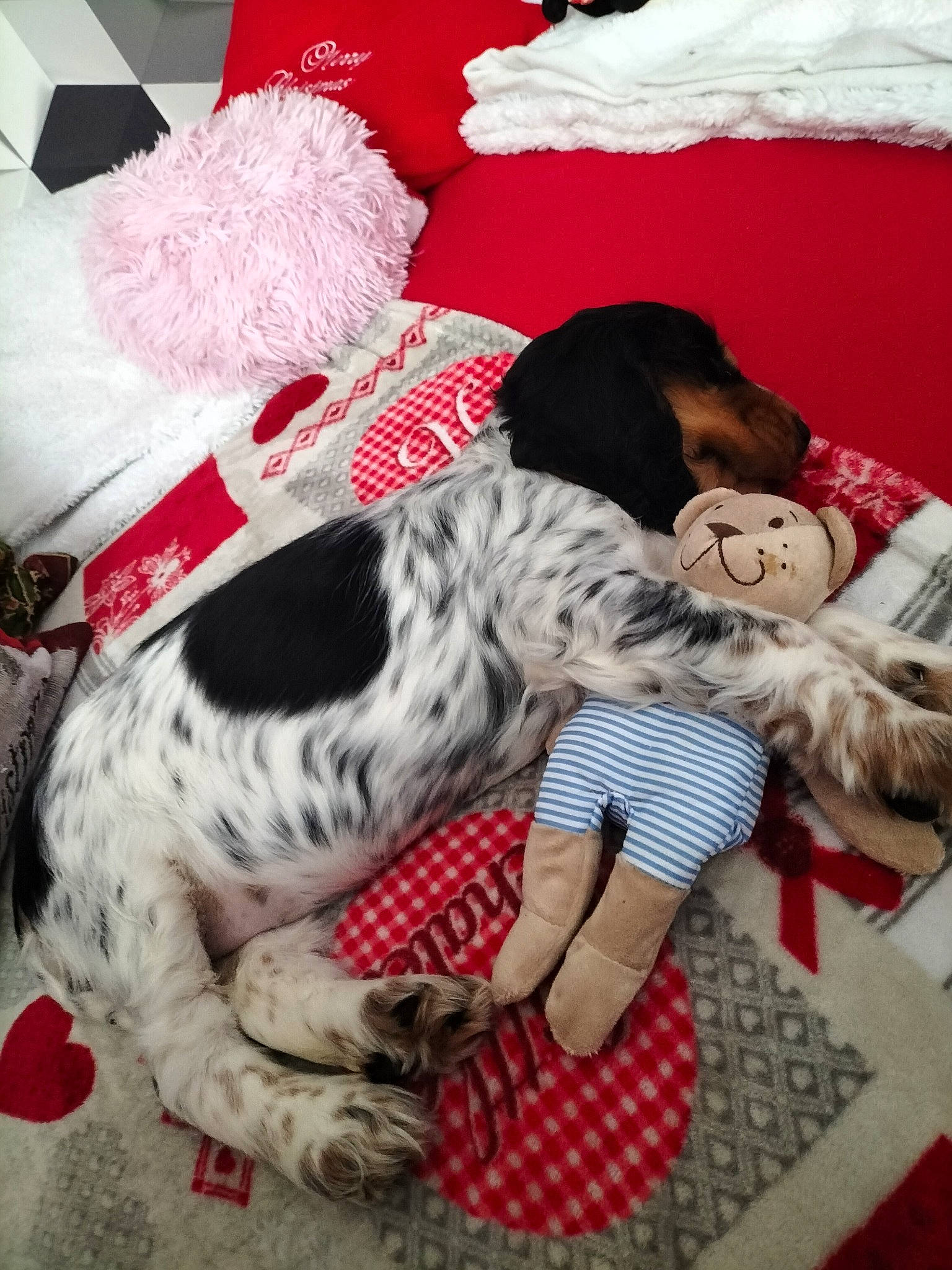 Uguette a rejoint le concours — aidez-le/la à gagner de superbes lots ! bed, bedding, carnivore, comfort, companion_dog, couch, dalmatian, dog, dog_breed, fawn, felidae, fur, linens, living_room, nap, pattern, pillow, sporting_group, toy, working_animal