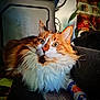 Nakira participe au concours pour gagner de l'argent avec cette photo : cat, fluffy, orange, white, animal, pet, indoor, curious, lounging, fur, whiskers, closeup, face, eyes, puzzle, fabric, elephant_pattern, plant, colorful, cozy