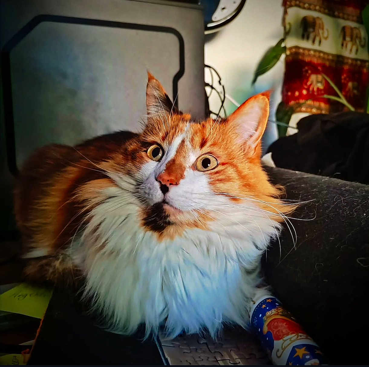 Nakira participe au concours pour gagner de l'argent avec cette photo : cat, fluffy, orange, white, animal, pet, indoor, curious, lounging, fur, whiskers, closeup, face, eyes, puzzle, fabric, elephant_pattern, plant, colorful, cozy