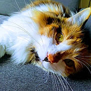 Nakira a rejoint le concours — aidez-le/la à gagner de superbes lots ! cat, close_up, fluffy, whiskers, green_eyes, feline, pet, resting, fur, orange_and_white, indoor, texture, portrait, cute, animal, relaxing, soft, mammal, face, laying_down