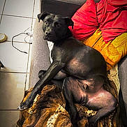 Sunka participe au concours pour gagner de l'argent avec cette photo : dog, black_dog, couch, blanket, pillow, red_pillow, yellow_pillow, tile_floor, indoor, pet, animal, relaxing, looking_back, fur, paw, snout, ears, home, comfort, resting