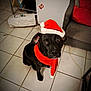 Sunka a rejoint le concours — aidez-le/la à gagner de superbes lots ! dog, black_dog, santa_hat, scarf, indoor, floor, tile_floor, pet, animal, looking_up, christmas, holiday, festive, fur, canine, cute, companion, domestic, mammal, sitting