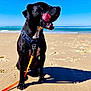 dog, beach, sand, ocean, blue_sky, harness, leash, black_dog, sunny, outdoor, animal, pet, tongue_out, shadow, daylight, canine, water, coast, nature, playful