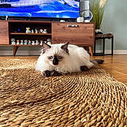 Mochi a rejoint le concours — aidez-le/la à gagner de superbes lots ! cat, fluffy, blue_eyes, rug, woven_rug, living_room, wooden_furniture, tv_stand, television, snowy_mountains, indoor, pet, floor, decor, plant, cozy, relaxed, home, animal, feline
