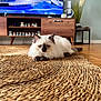 cat, fluffy, blue_eyes, rug, woven_rug, living_room, wooden_furniture, tv_stand, television, snowy_mountains, indoor, pet, floor, decor, plant, cozy, relaxed, home, animal, feline