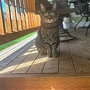 Sebastian is registered to the contest to win money with this photo: animal, cat, closeup, daylight, domestic_animal, ears, furniture, greenery, looking_at_camera, outdoor, pet, porch, railing, shadow, sitting, striped, sunlight, tabby_cat, whiskers, wooden_floor