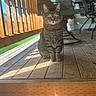 animal, cat, closeup, daylight, domestic_animal, ears, furniture, greenery, looking_at_camera, outdoor, pet, porch, railing, shadow, sitting, striped, sunlight, tabby_cat, whiskers, wooden_floor