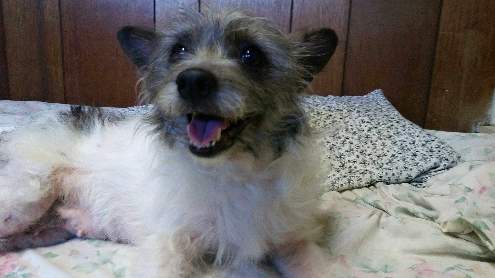 Gidget