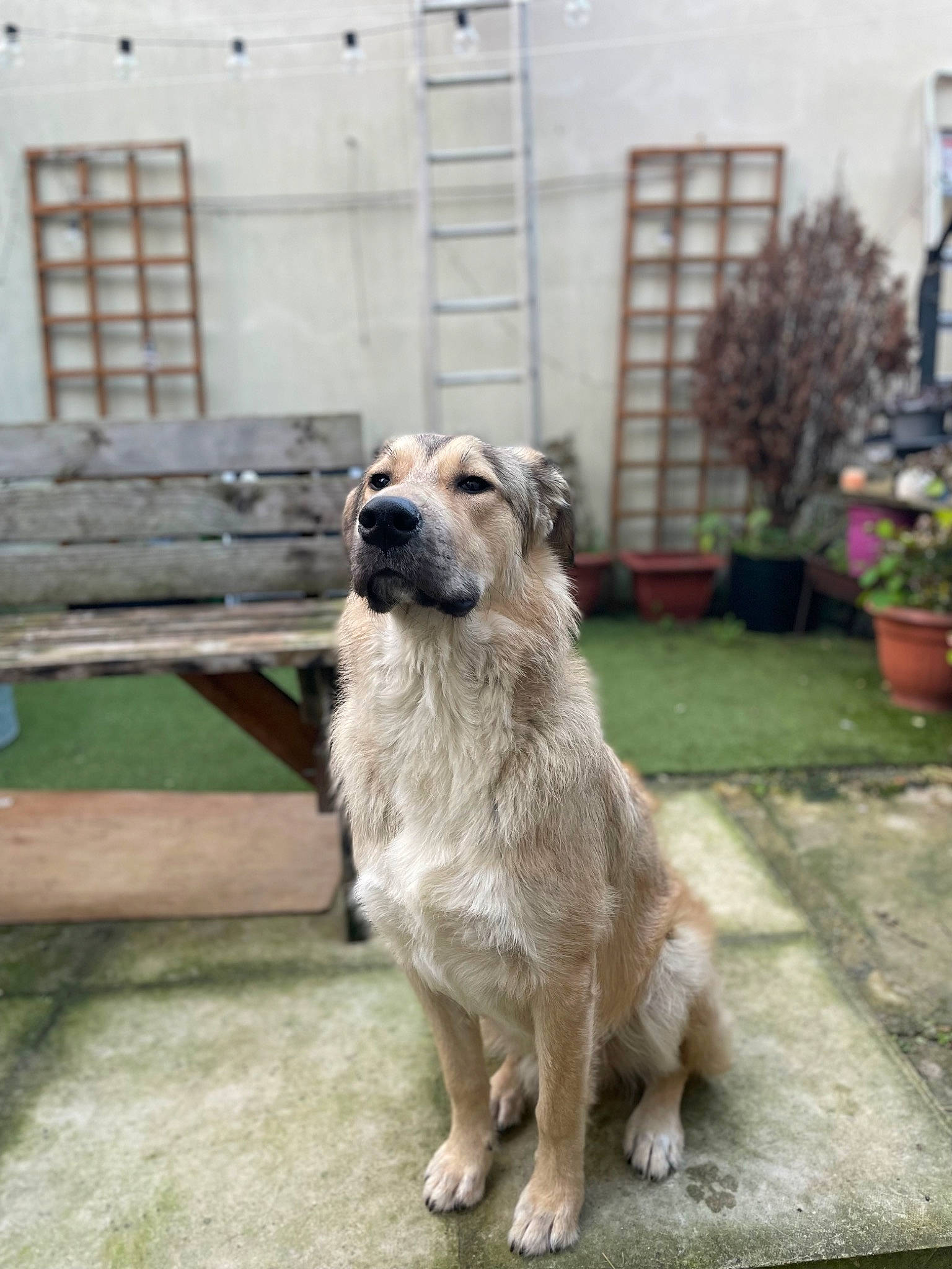 Zachy is registered to the contest to win money with this photo: ancient_dog_breeds, carnivore, companion_dog, dog, dog_breed, dog_supply, door, fawn, flowerpot, fur, grass, houseplant, pet_supply, plant, sporting_group, tail, terrestrial_animal, window, working_animal, working_dog