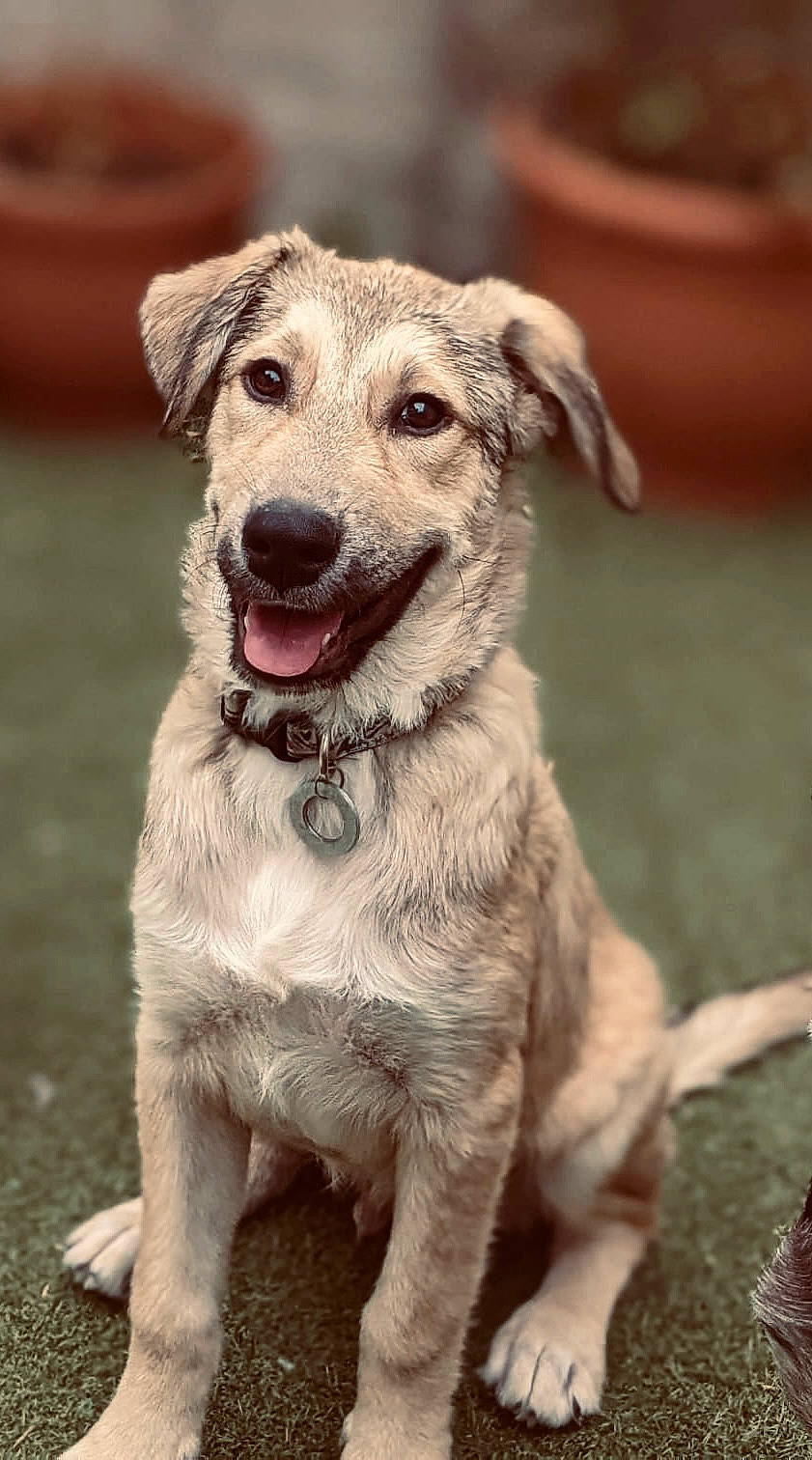 Zachy is registered to the contest to win money with this photo: canidae, carnivore, collar, companion_dog, dog, dog_breed, dog_collar, fang, fur, grass, plant, sporting_group, street_dog, terrestrial_animal, whiskers, working_animal, working_dog