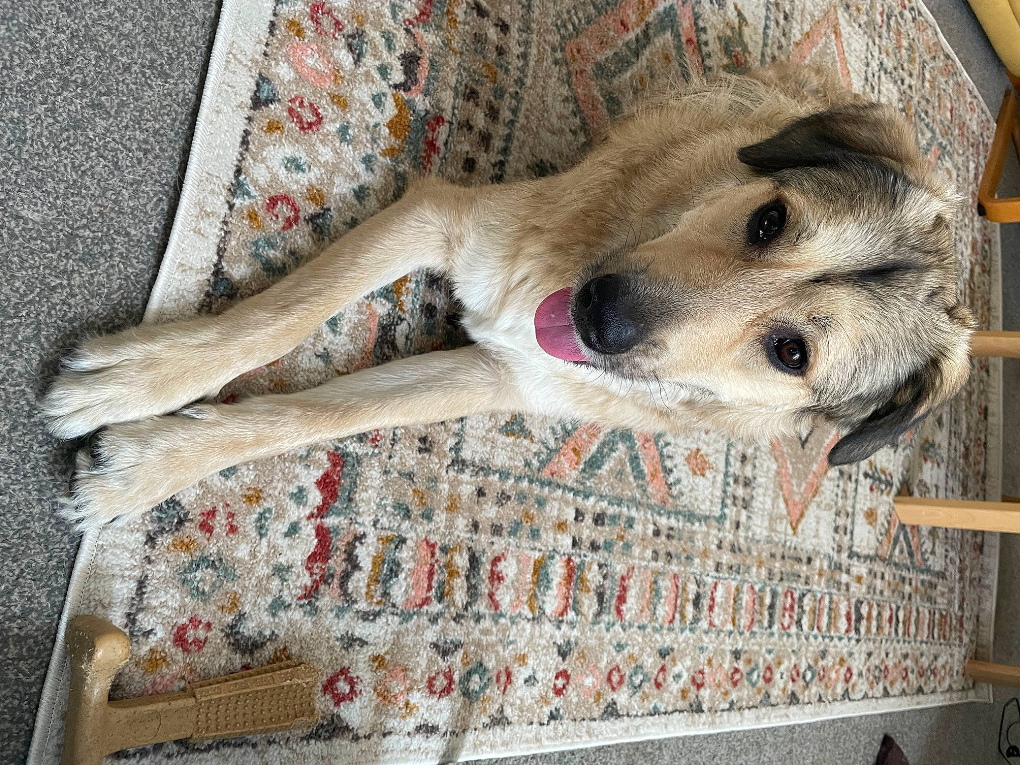 Zachy joined the competition — help win amazing prizes! art, canidae, carnivore, comfort, companion_dog, dog, dog_breed, dog_supply, fawn, flooring, foot, fur, linens, paw, pet_supply, snout, sporting_group, terrestrial_animal, whiskers, wood