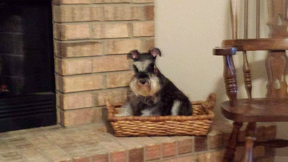 Gracie joined the competition — help win amazing prizes! brickwork, canidae, carnivore, companion_dog, dog, dog_breed, dog_supply, fawn, flooring, fur, livestock, pet_supply, schnauzer, snout, sporting_group, standard_schnauzer, stool, tail, wood, working_animal