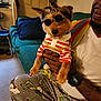 Scrappy is registered to the contest to win money with this photo: dog, man, glasses, gold_chain, striped_shirt, pajama_pants, cartoon_print, mohawk, living_room, couch, hand, smile, watch, tattoo, indoor, furniture, window, curtains, floor, casual