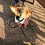Scrappy is registered to the contest to win money with this photo: dog, small_dog, outdoor, pavement, striped_clothing, red_and_white, white_collar, gold_chain, licking, ears_up, shadow, bench, leash, person, jeans, shoes, sunlight, blur, walking, pet