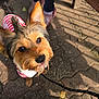 dog, small_dog, pet, outdoor, pavement, leash, person, shoes, crocs, jeans, fur, cute, curious, playful, sunlight, shadow, striped_clothing, animal, looking_up, close_up