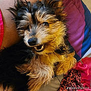 Scrappy joined the competition — help win amazing prizes! dog, pet, smiling, fur, bedspread, colorful, leopard_print, pink, purple, black_fur, tan_fur, happy, cute, closeup, lying_down, animal, domestic, canine, playful, cozy