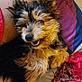 dog, pet, smiling, fur, bedspread, colorful, leopard_print, pink, purple, black_fur, tan_fur, happy, cute, closeup, lying_down, animal, domestic, canine, playful, cozy