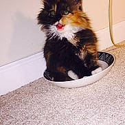Allie Cat joined the competition — help win amazing prizes!