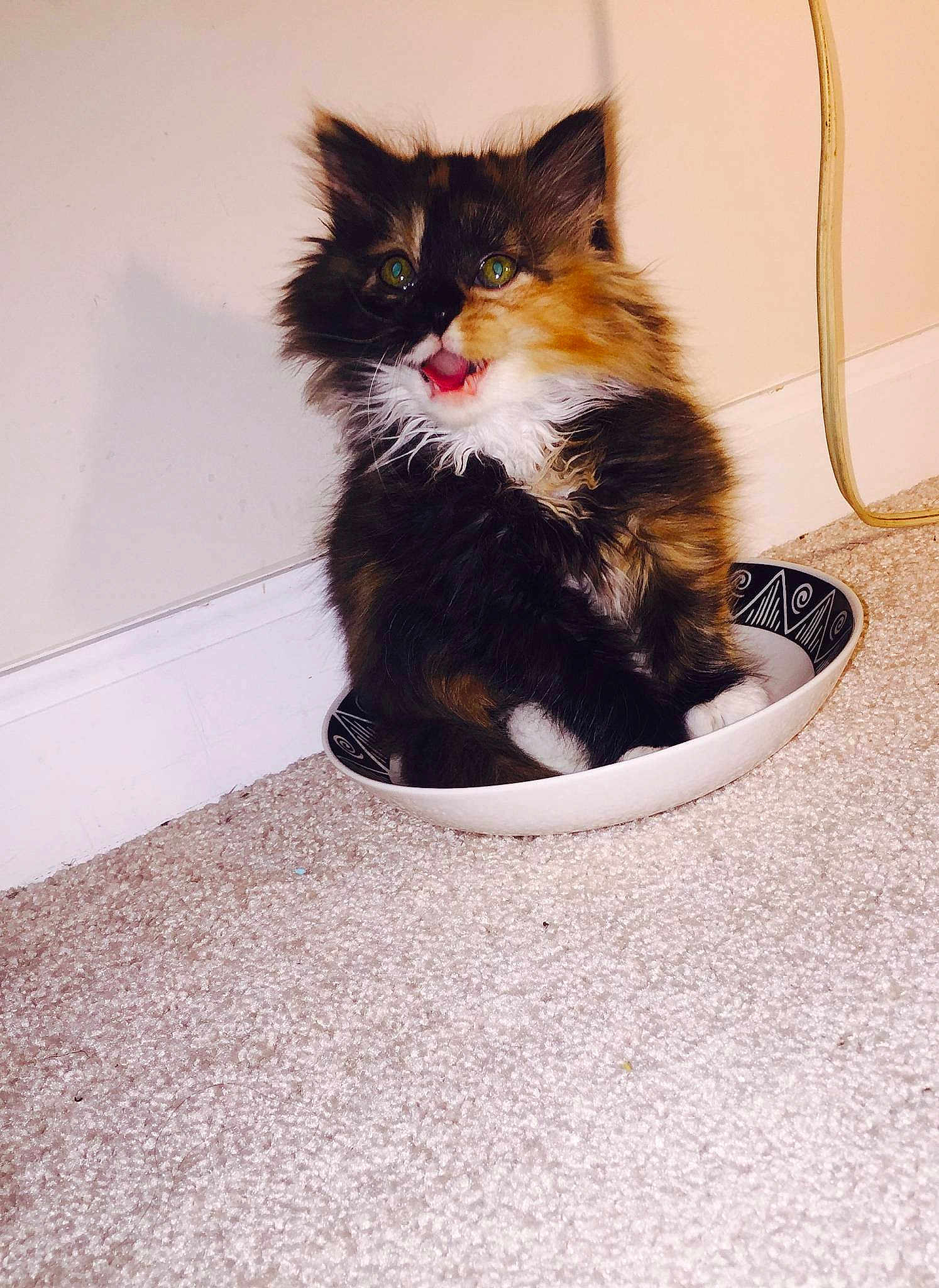 Allie Cat joined the competition — help win amazing prizes!